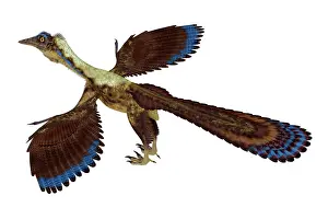 Avian: A feathered Archaeopteryx bird-like dinosaur