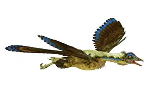Avian: A feathered Archaeopteryx bird-like dinosaur