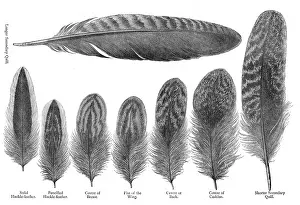 Quills: Feathers