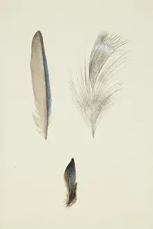 Bodycolour: The Feathers of a Kingfisher's Wing and Head