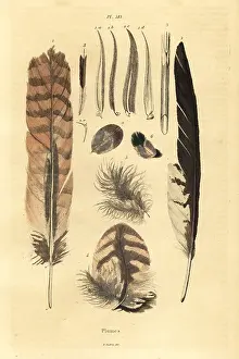 Dhistoire: Feathers, plumes, bird anatomy