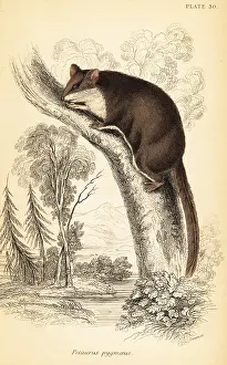 Volume Xi: Feathertail glider, Acrobates pygmaeus