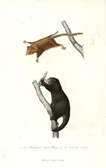 Complements: Feathertail glider and Talaud bear cuscus