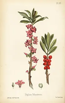 Spurge: February daphne, Daphne mezereum