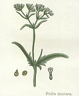 Blooms: Fedia Dentata