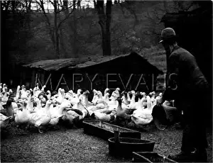 Gaggle: FEEDIING THE GEESE