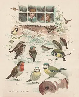 Crumbs: Feeding Birds