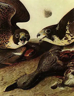 Newest: Feeding Birds of Prey