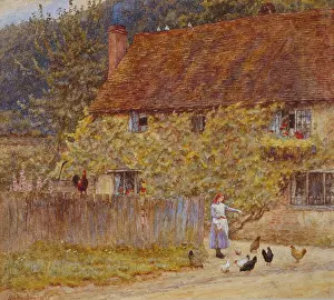 Chickens: Feeding the Chickens