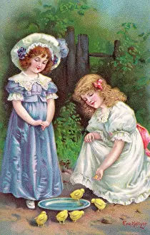 Hollyer: Feeding Chicks