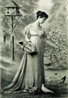Doves: Feeding the Doves, a Living Picture