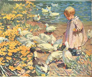 Ducks: Feeding The Ducks