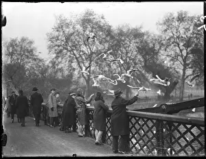 Vistors: FEEDING GULLS 1930S