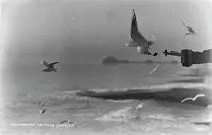 Hastings: Feeding the Gulls