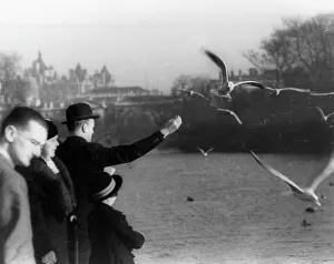 Seagulls: Feeding the Gulls in Kensington Gardens