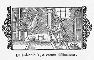Hawking: FEEDING A HUNTING FALCON
