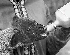 Teat: FEEDING A LAMB
