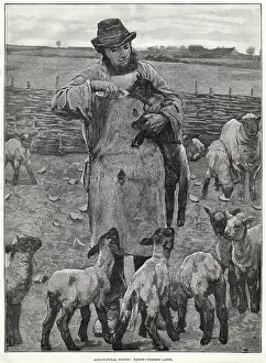 Lambing: FEEDING LAMBS BY BOTTLE