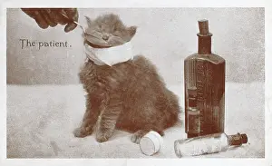 Veterinarian: Feeding medicine to a poorly kitten