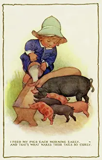 Swill: Feeding pigs