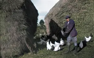Thecolourisedpic: FEEDING POULTRY 1930S