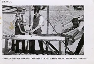 Handlers: Feeding the Python - Port Elizabeth Museum - South Africa