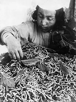 Feeds: Feeding of silkworms in Samarkand, 1930