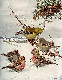 Cones: Feeding in the Snow