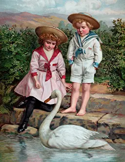 Swans: Feeding the Swans