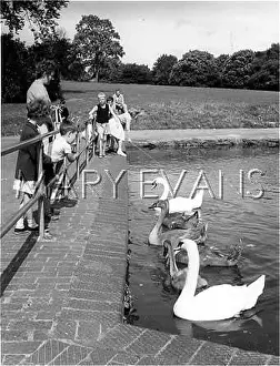 Abington: FEEDING THE SWANS