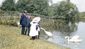 The Battersby Collection: Feeding swans at Ellesmere, Shropshire