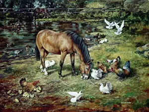 Fantail: Feeding Time ' farmyard scene