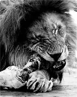 Gnawing: FEEDING TIME / LION