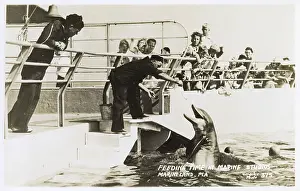 Dolphins: Feeding time, Marine Studios, Marineland, Florida, USA