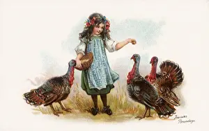 Turkeys: Feeding the Turkeys