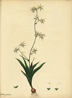 Volume 1: Feeklokkies, Melasphaerula graminea
