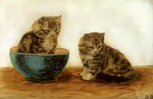 Felines: Felines at Play