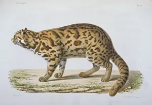 Bengalensis: Felis scripta