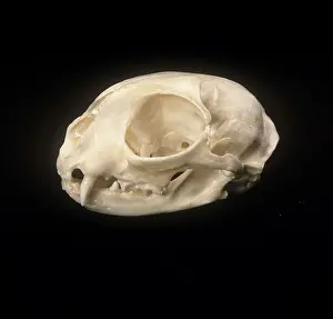 Osteology: Felis silvestris, cat