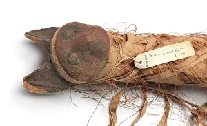 Mummified: Felis silvestris, cat