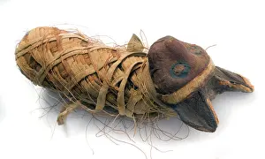 Mummified: Felis silvestris, cat