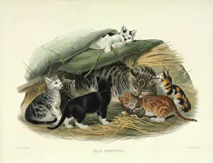 Giraud: Felis silvestris catus, cat