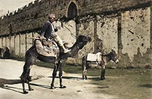 Fellah: Fellah with camel and donkey, Jerusalem