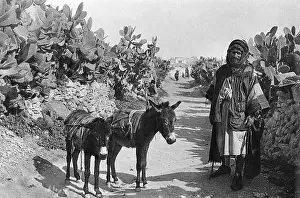 Cactuses: Fellah with donkeys, Holy Land