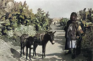 Cactuses: Fellah with donkeys, Holy Land