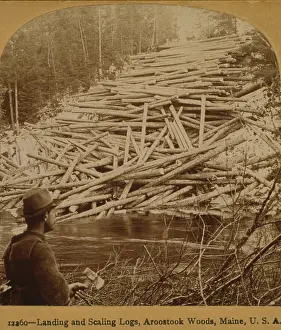 Felled: Felled logs ready to enter the Aroostook ?