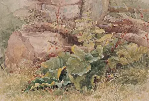 Felled: Felled Timber with Burdock