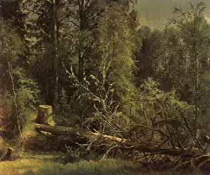 Felled: Felled Tree