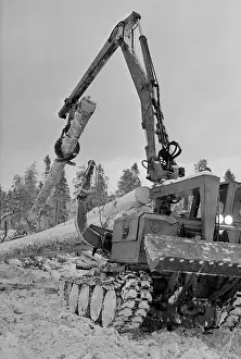 Logs: Felled trees transported