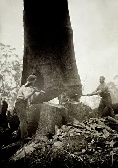 Axes: FELLING GIANT EUCALYPTUS